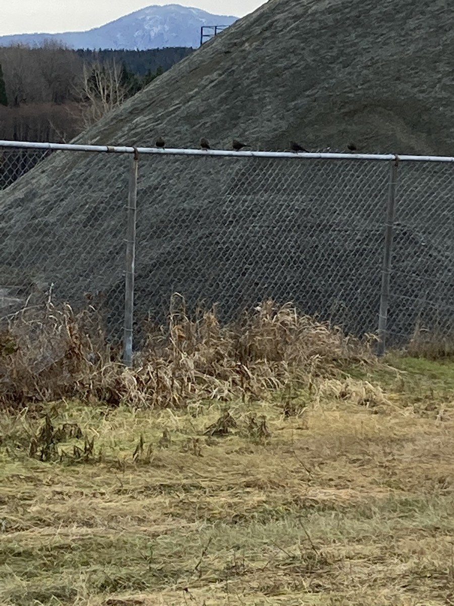 Brewer's Blackbird - ML287070291