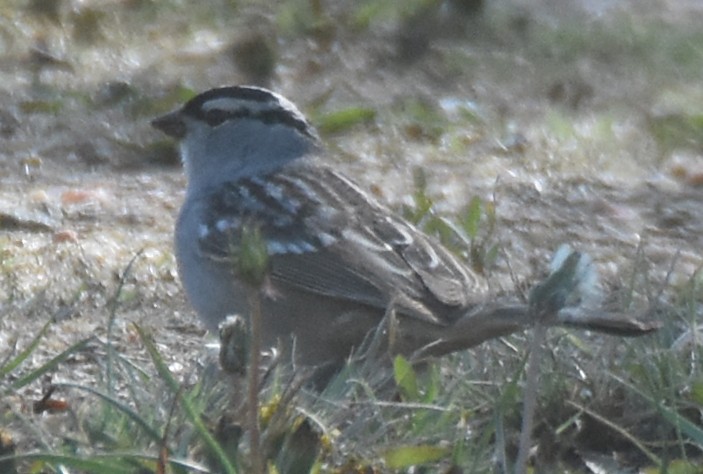 White-crowned Sparrow (oriantha) - Steven Mlodinow