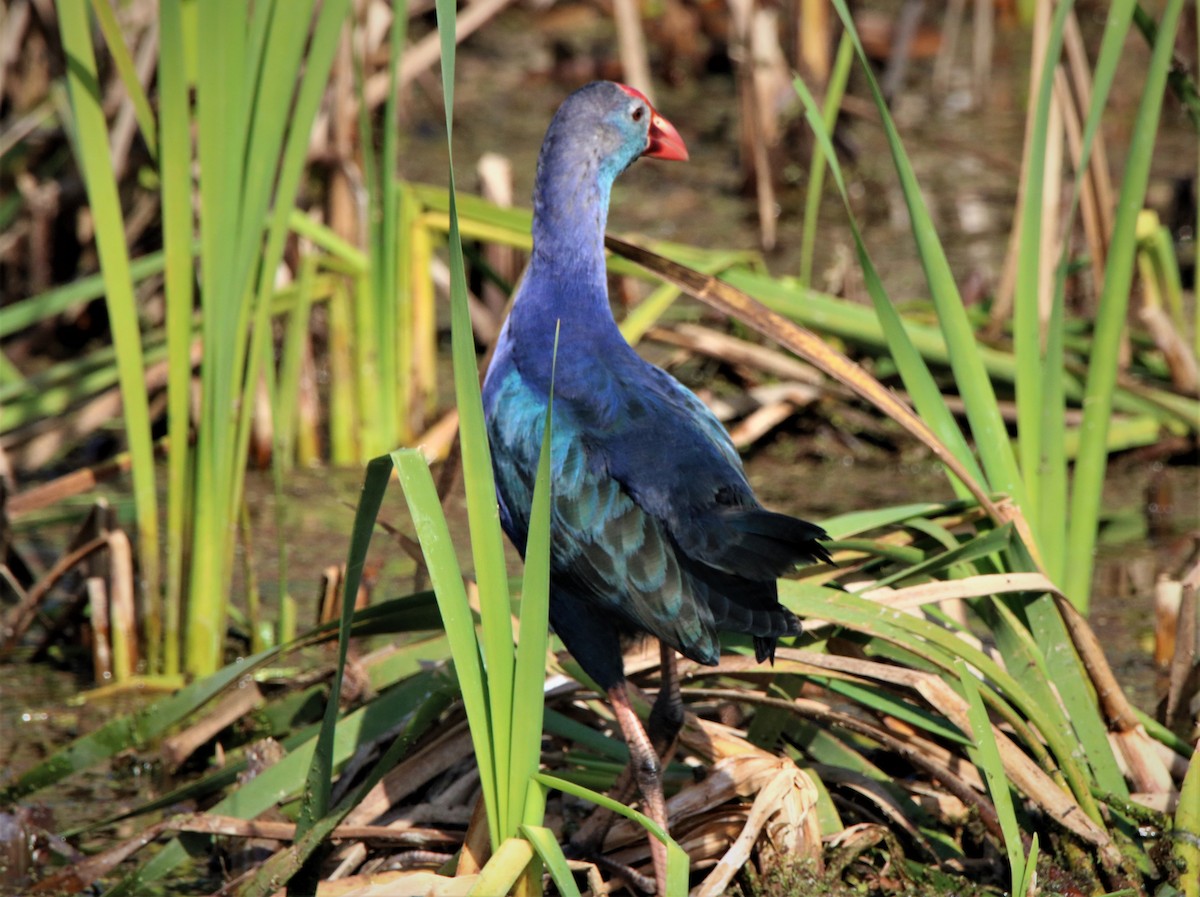 Gray-headed Swamphen - ML287072971