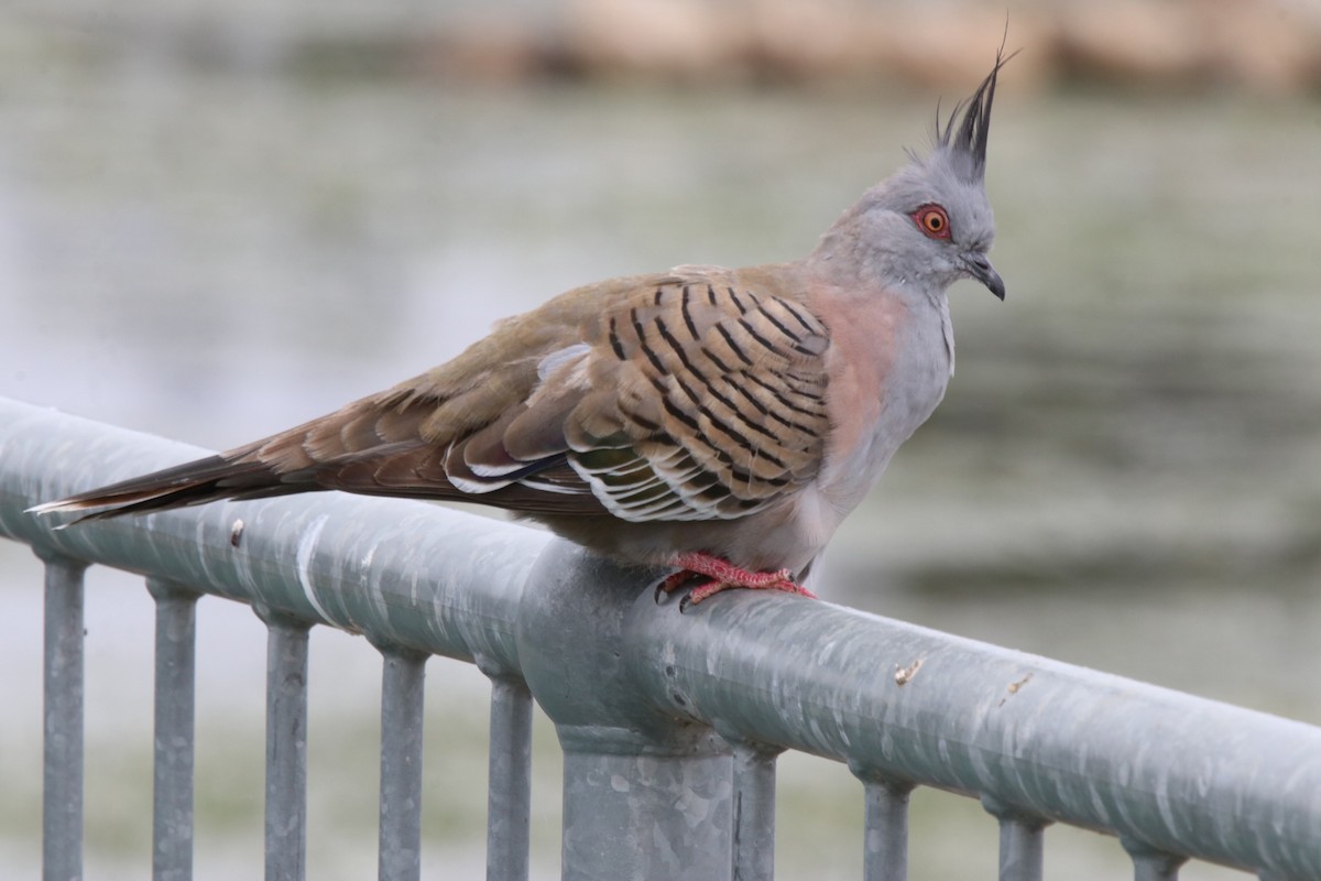 Crested Pigeon - ML287074271