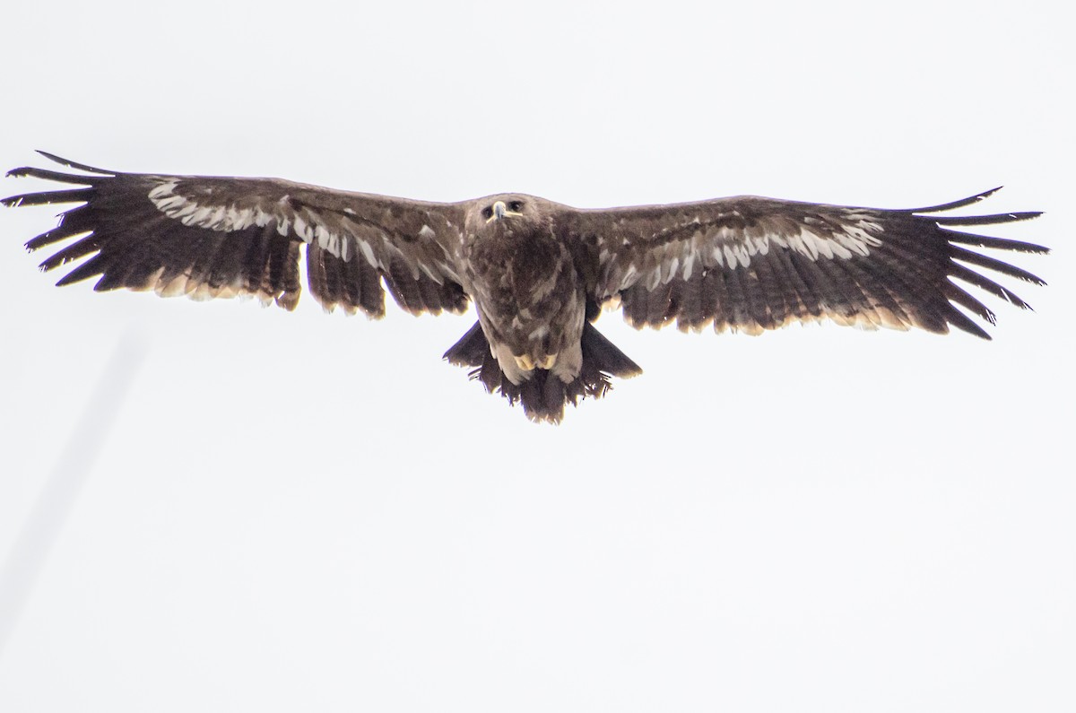 Steppe Eagle - ML287076241