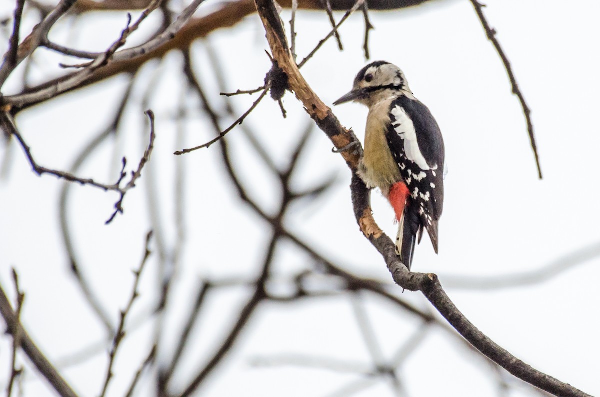Himalayan Woodpecker - ML287076251