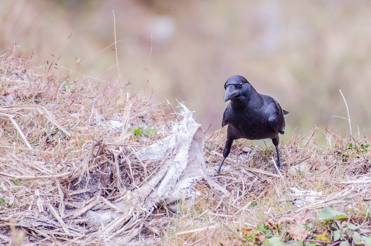 Common Raven - ML287076271