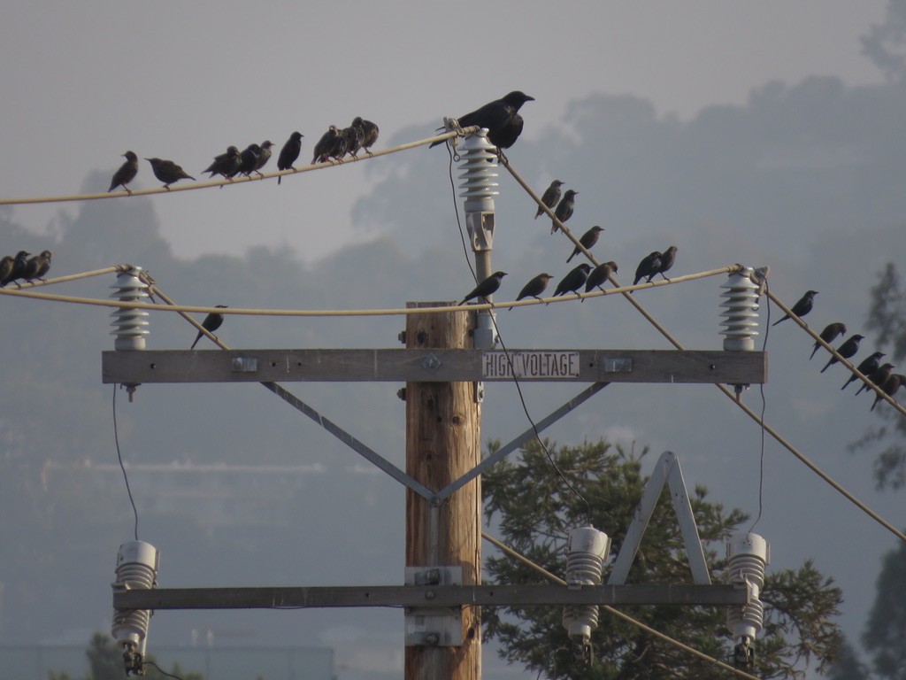 American Crow - ML287077391