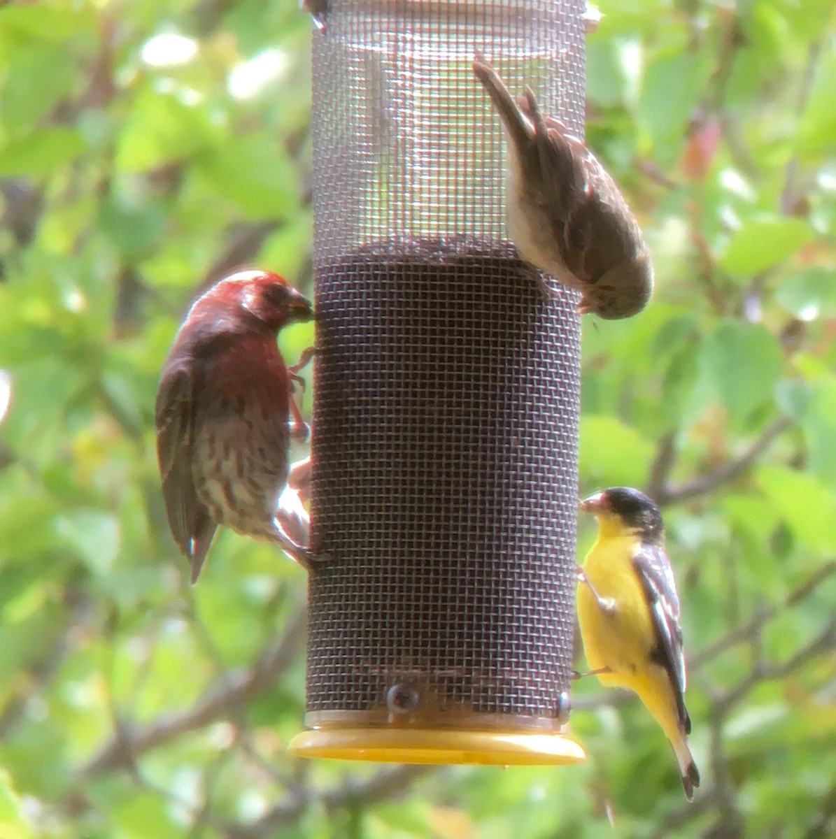 House Finch - ML28707741