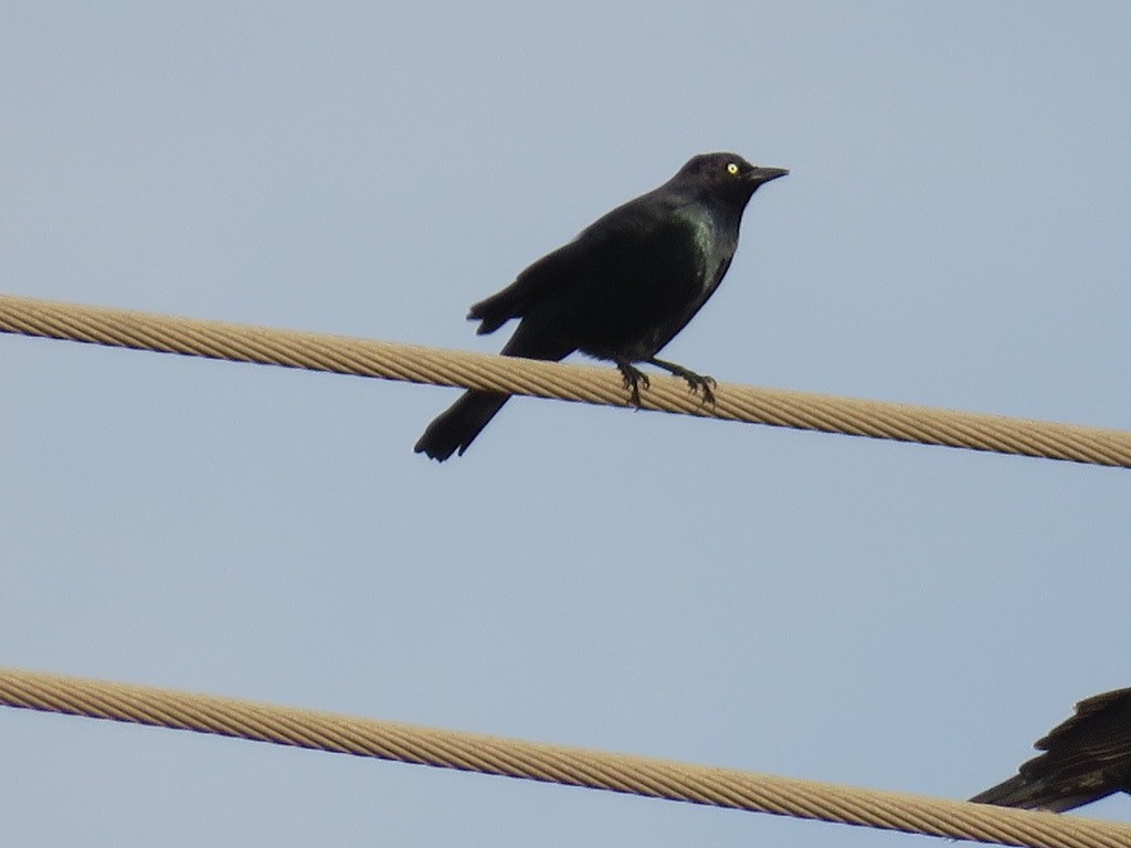 Brewer's Blackbird - ML287077521