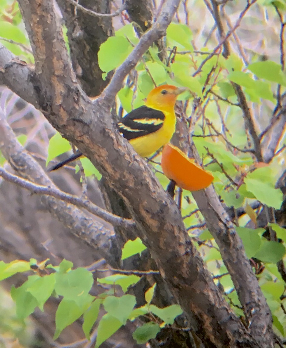 Western Tanager - ML28707961