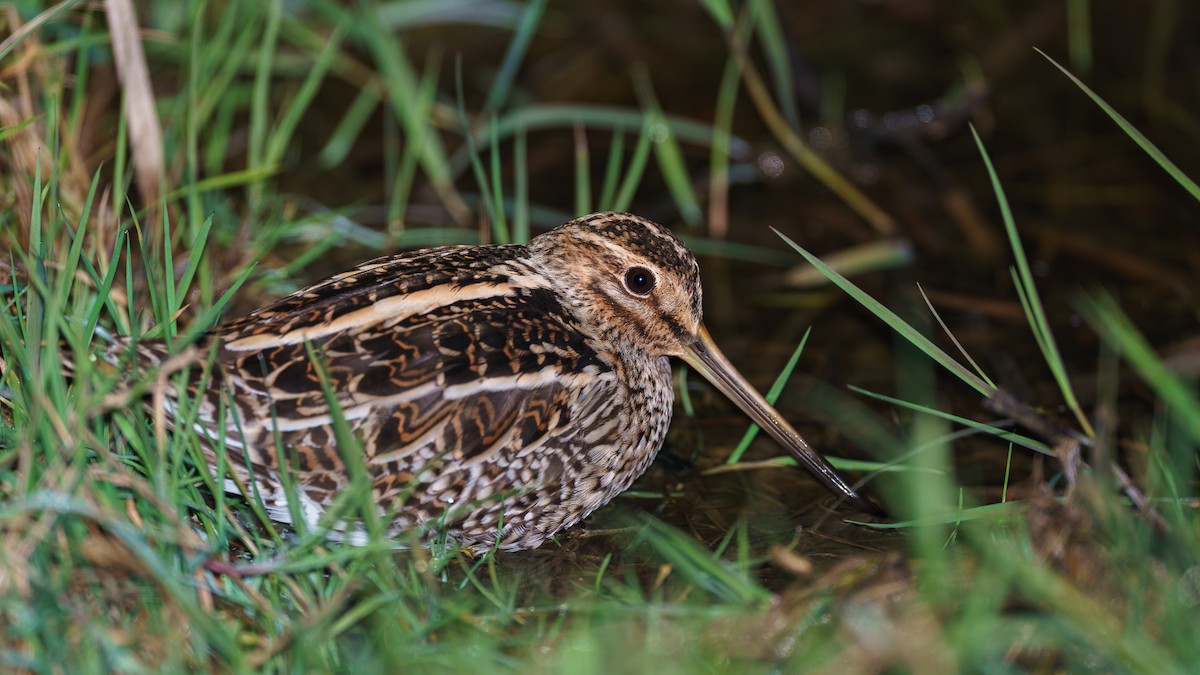 Common Snipe - ML287080361