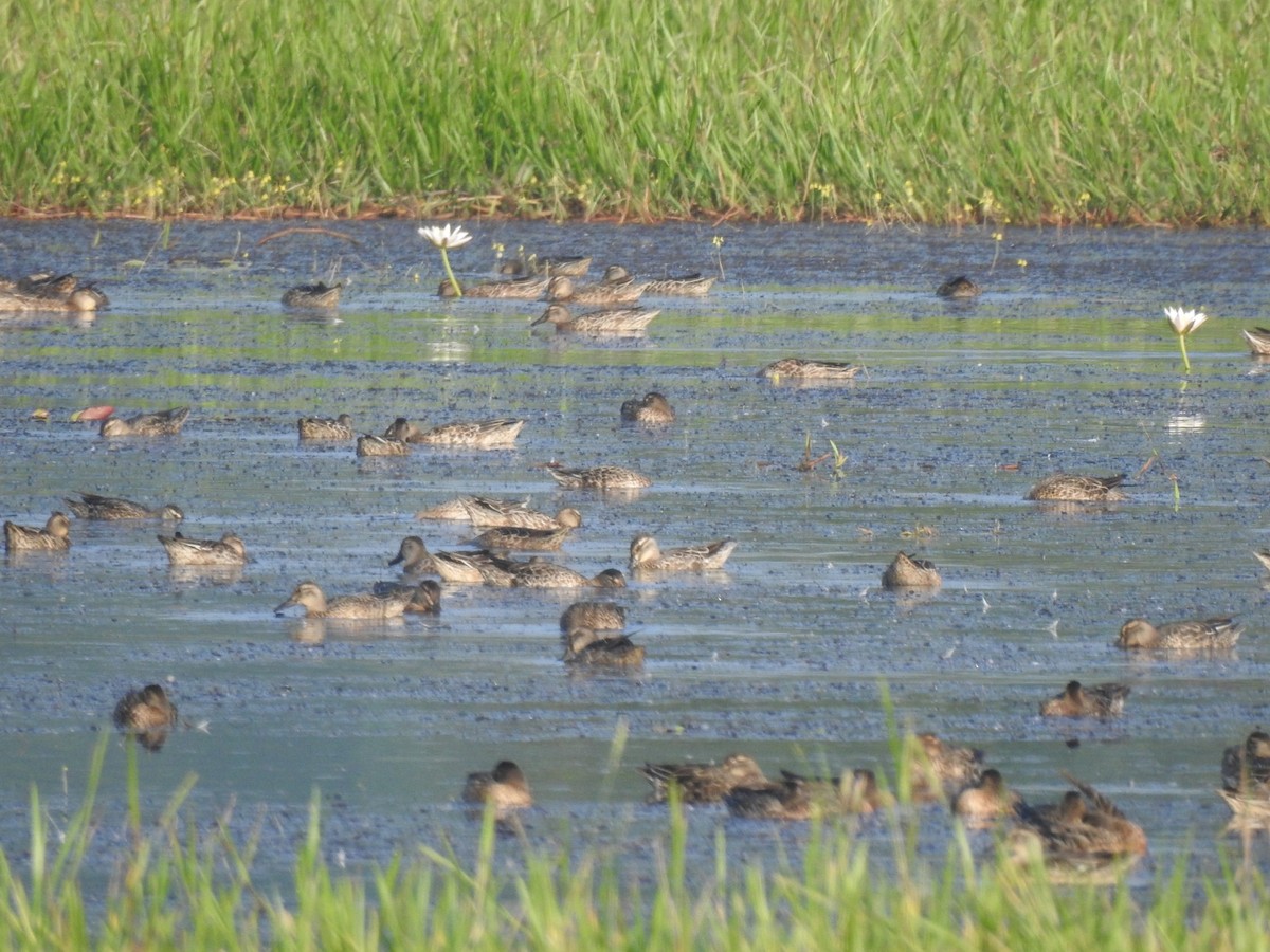 Garganey - ML287081601