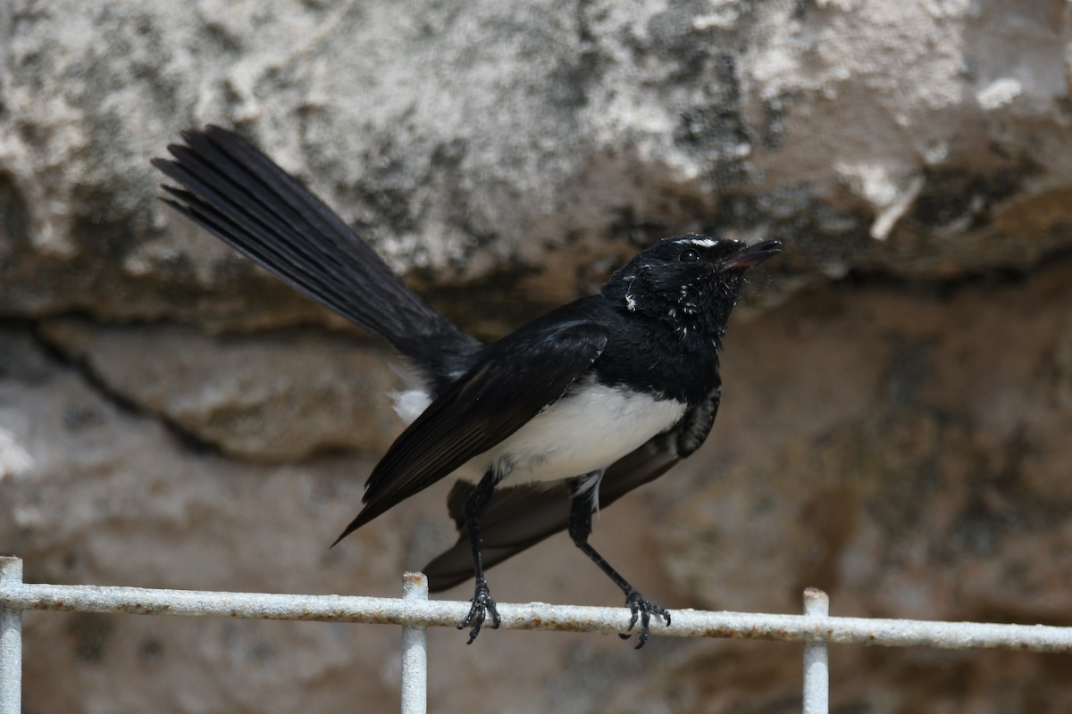 Willie-wagtail - ML287082121
