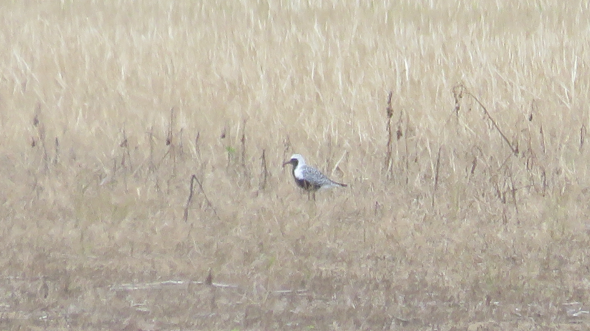 Black-bellied Plover - ML28708311