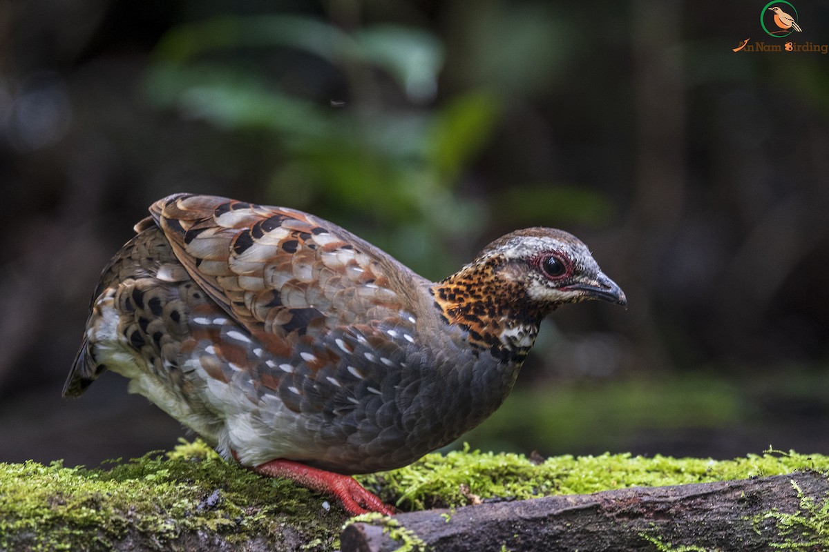 Rufous-throated Partridge - Dinh Thinh