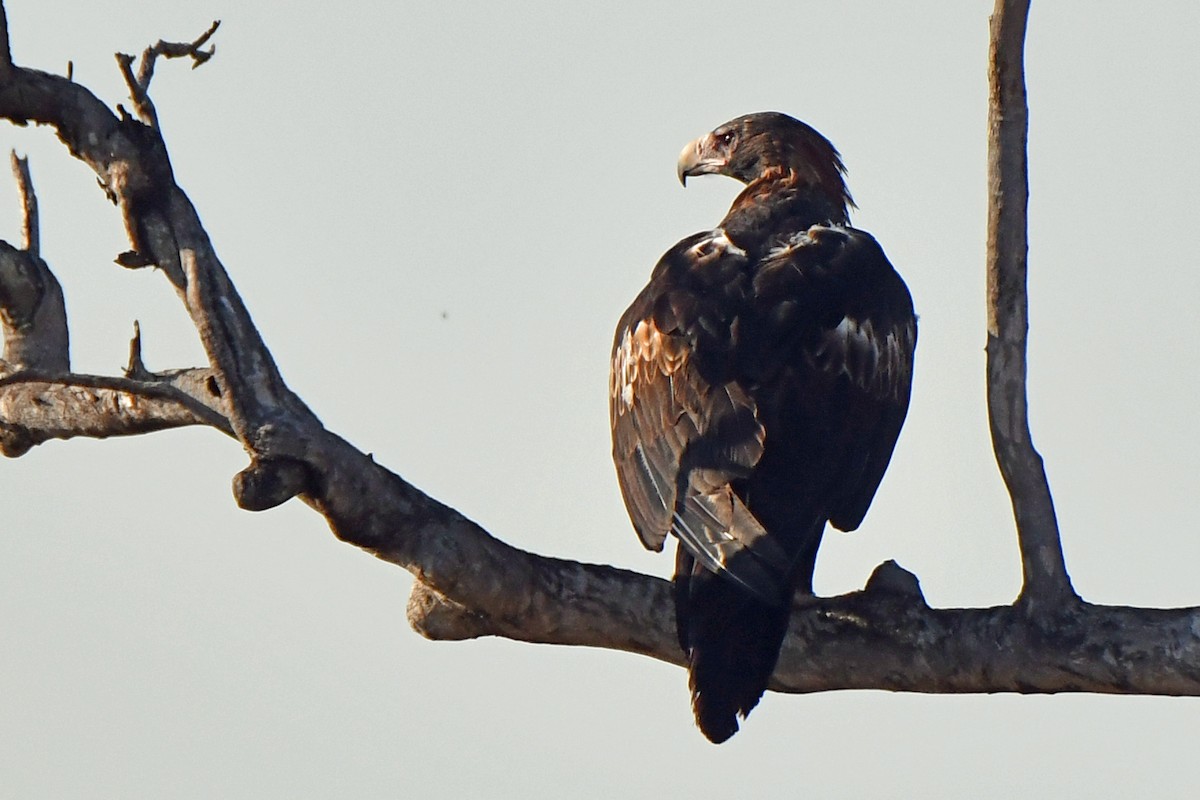 Wedge-tailed Eagle - Peter & Shelly Watts