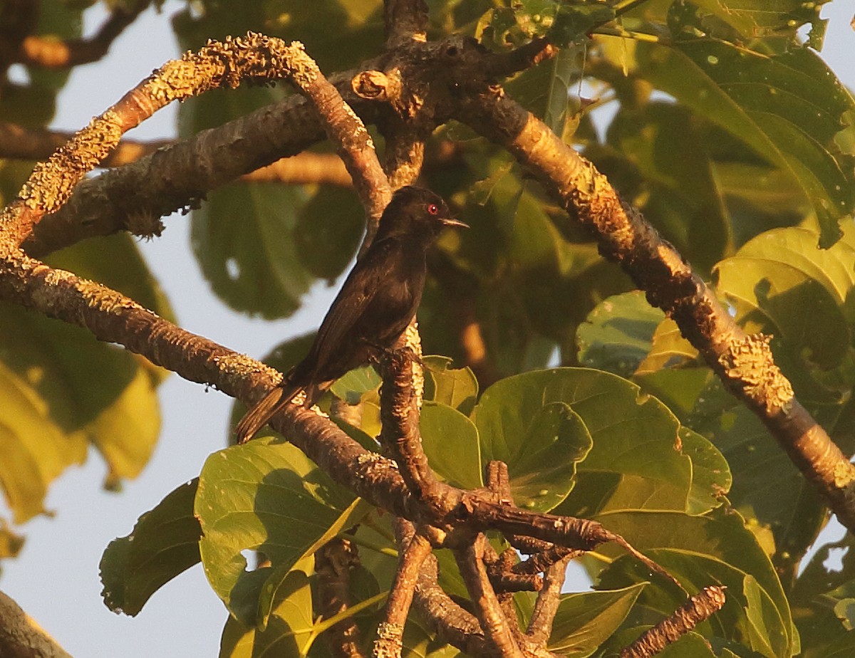 Caatinga Black-Tyrant - ML287087011