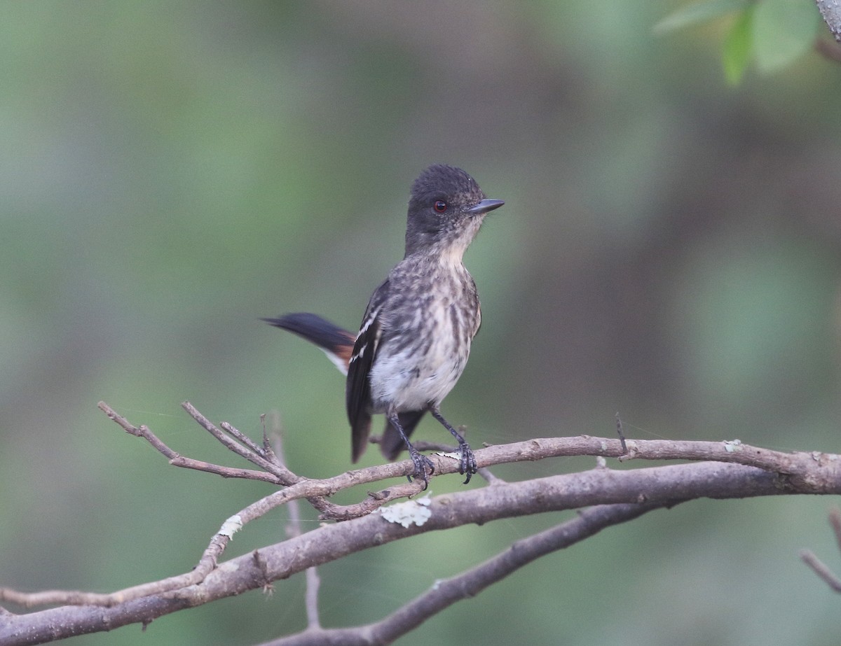 Caatinga Black-Tyrant - ML287087031