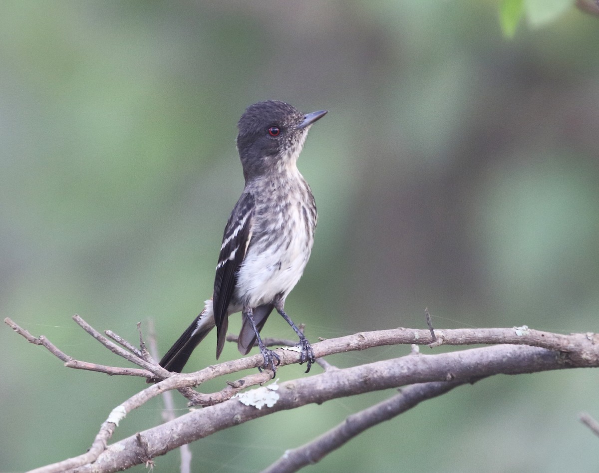 Caatinga Black-Tyrant - ML287087061