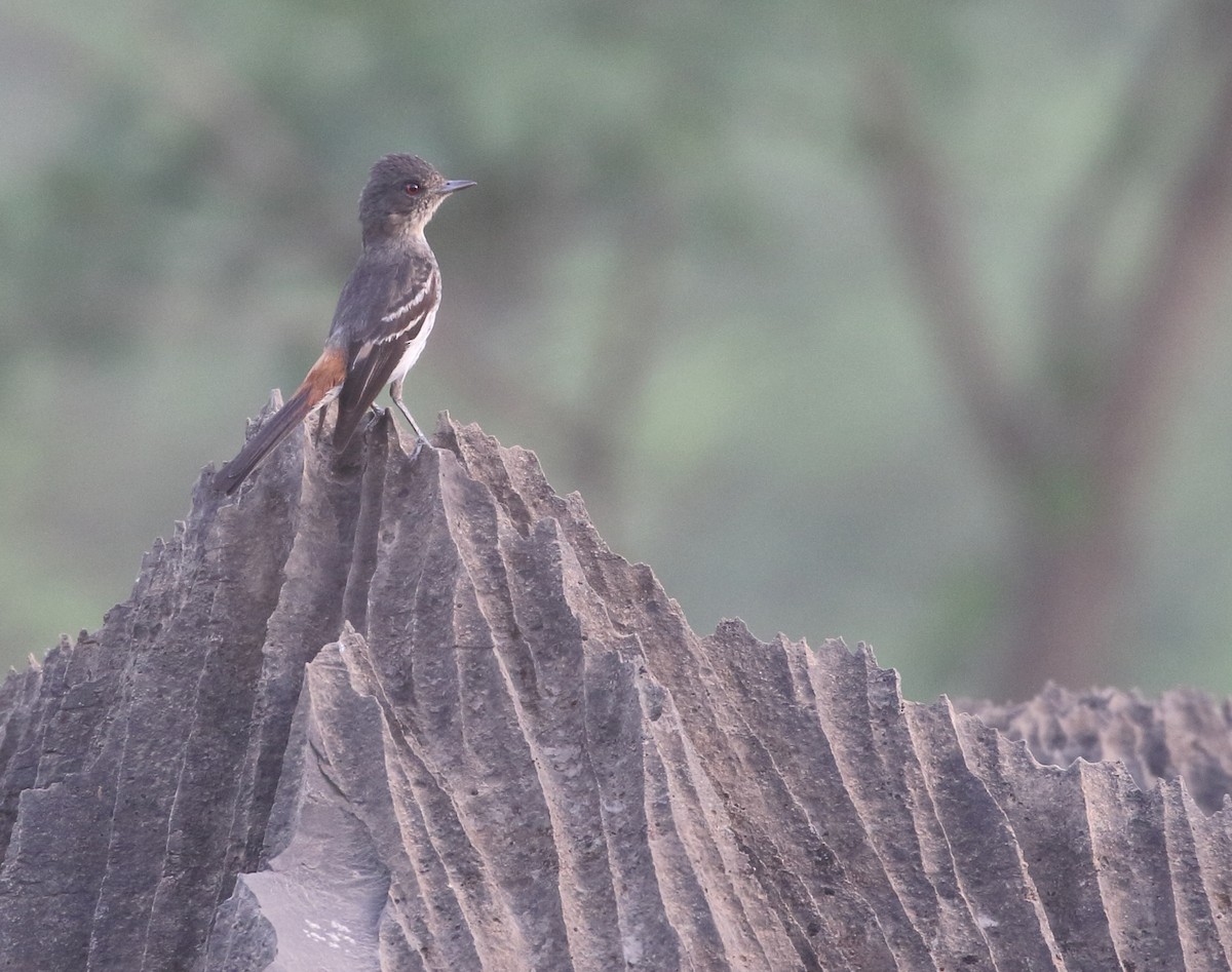 Caatinga Black-Tyrant - ML287087081