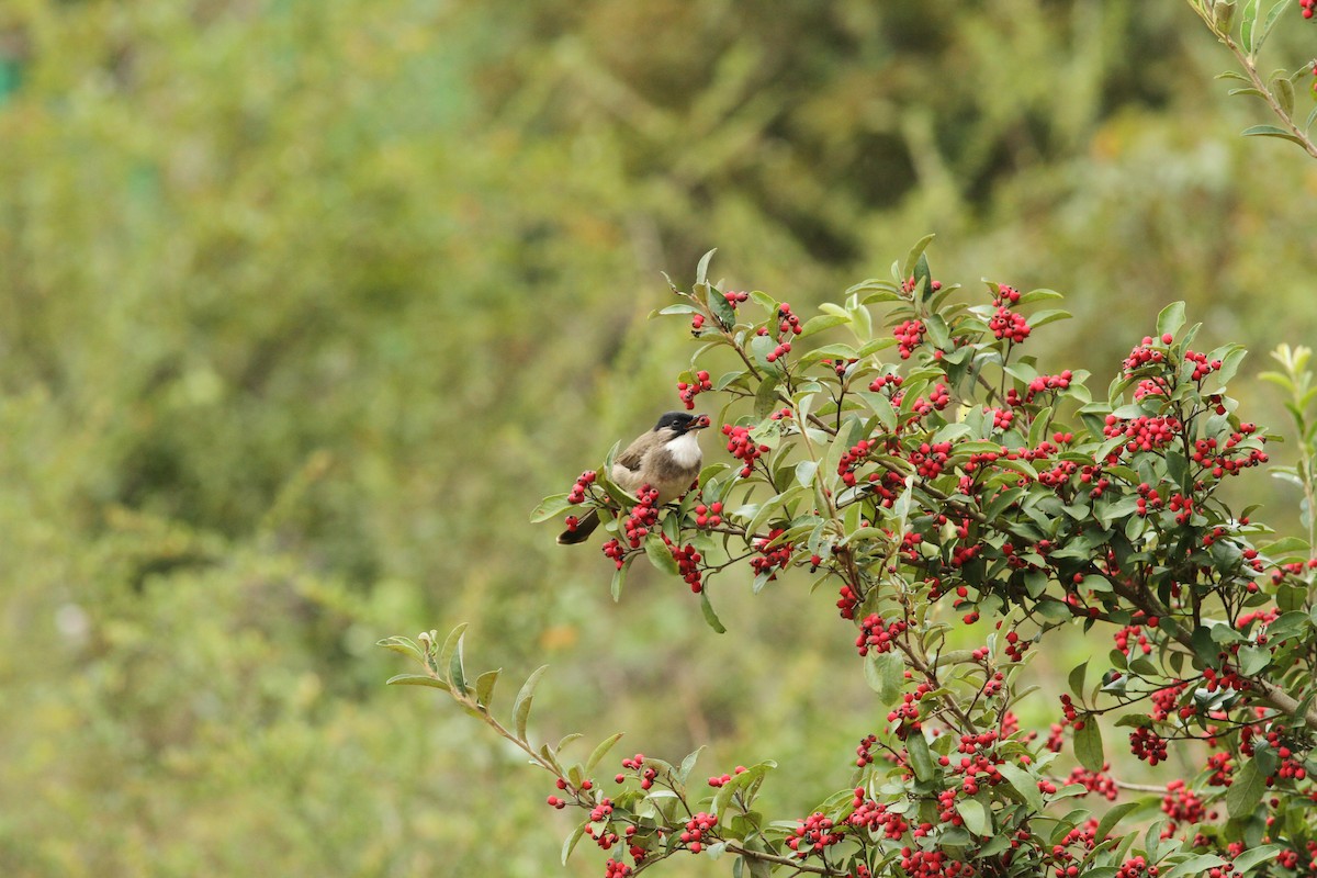 Brown-breasted Bulbul - ML287092171