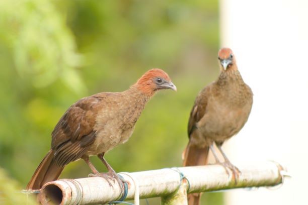 Chachalaca Cabecicastaña - ML287092431