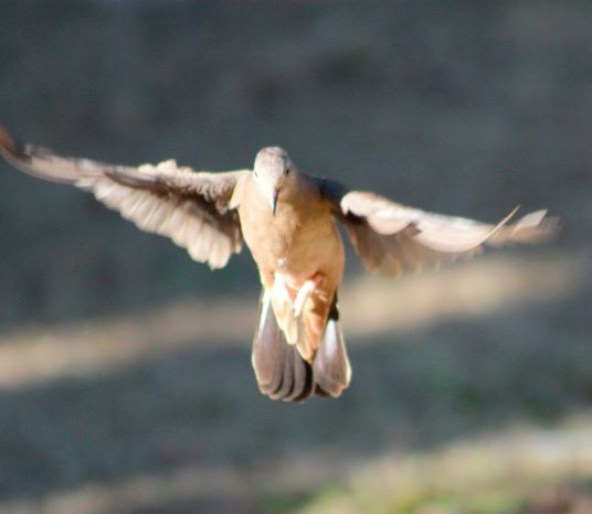 Ruddy Ground Dove - ML287092481