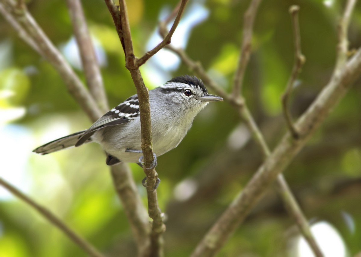 Black-capped Antwren - Caio Brito