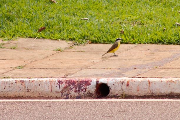 Boat-billed Flycatcher - Manoel Delvo  Bizerra dos Santos