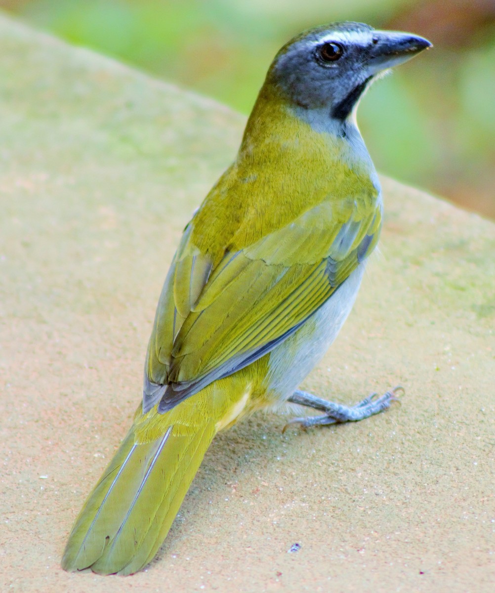 Buff-throated Saltator - ML287092771