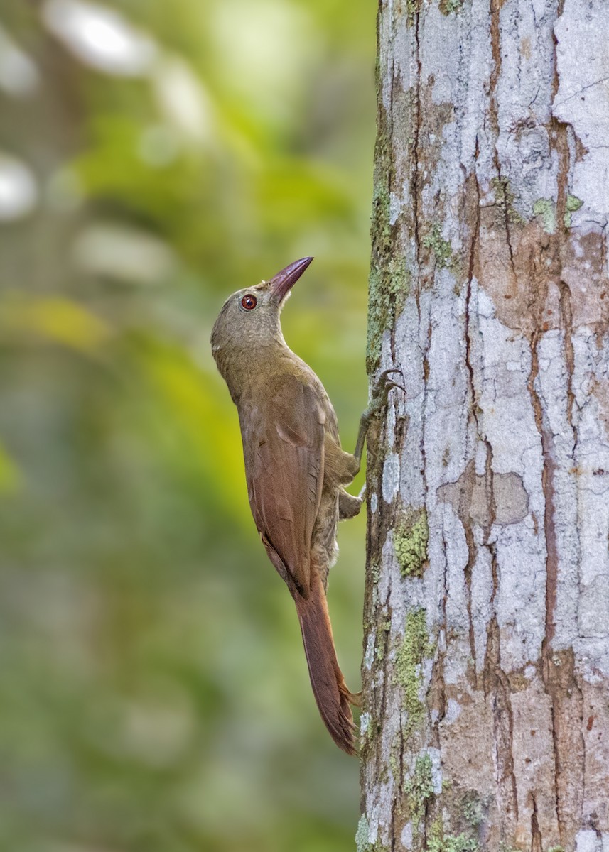 Uniform Woodcreeper (Brigida's) - ML287093161