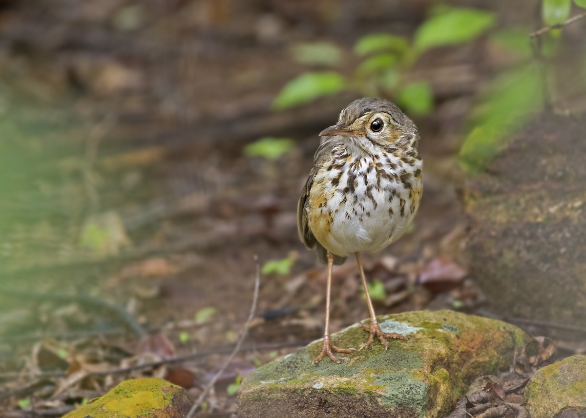 White-browed Antpitta - Caio Brito