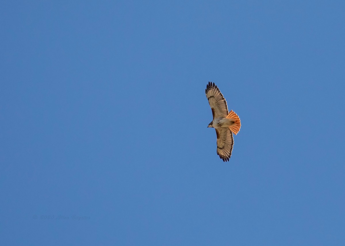Red-tailed Hawk - ML287095081