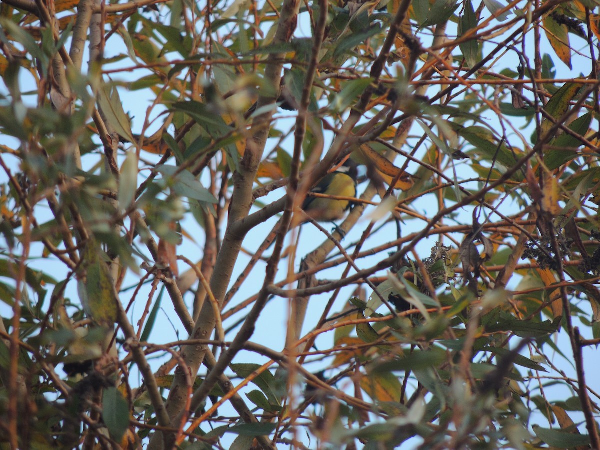 Great Tit - ML287095641