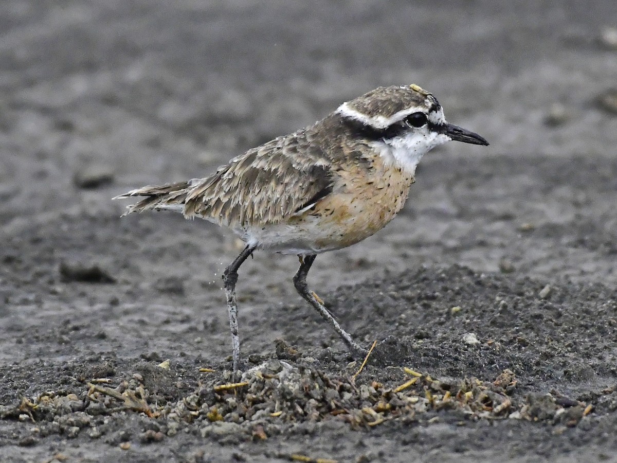 Kittlitz's Plover - ML287095731