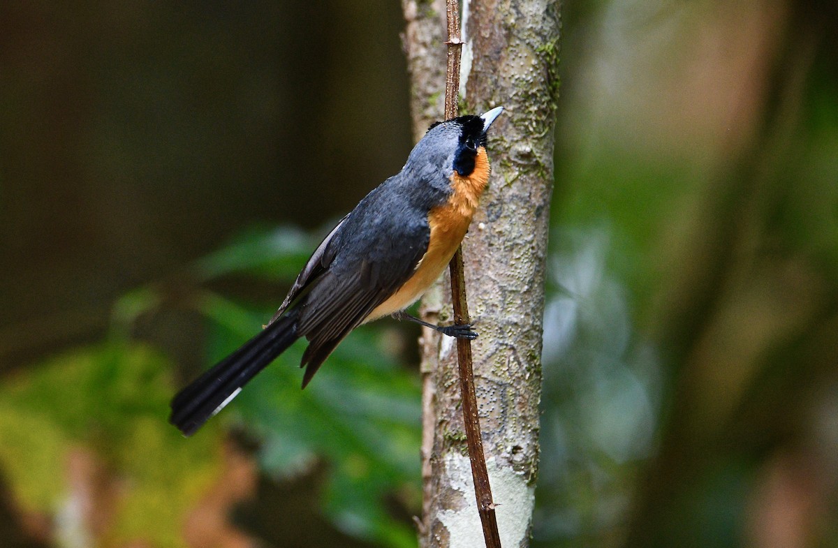 Spectacled Monarch - ML287097451