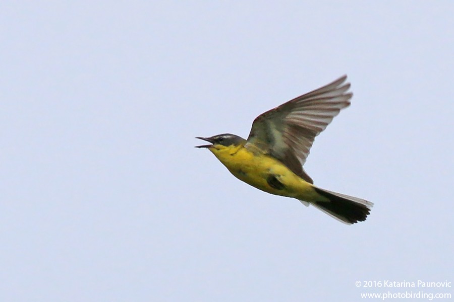 Western Yellow Wagtail - Katarina Paunovic