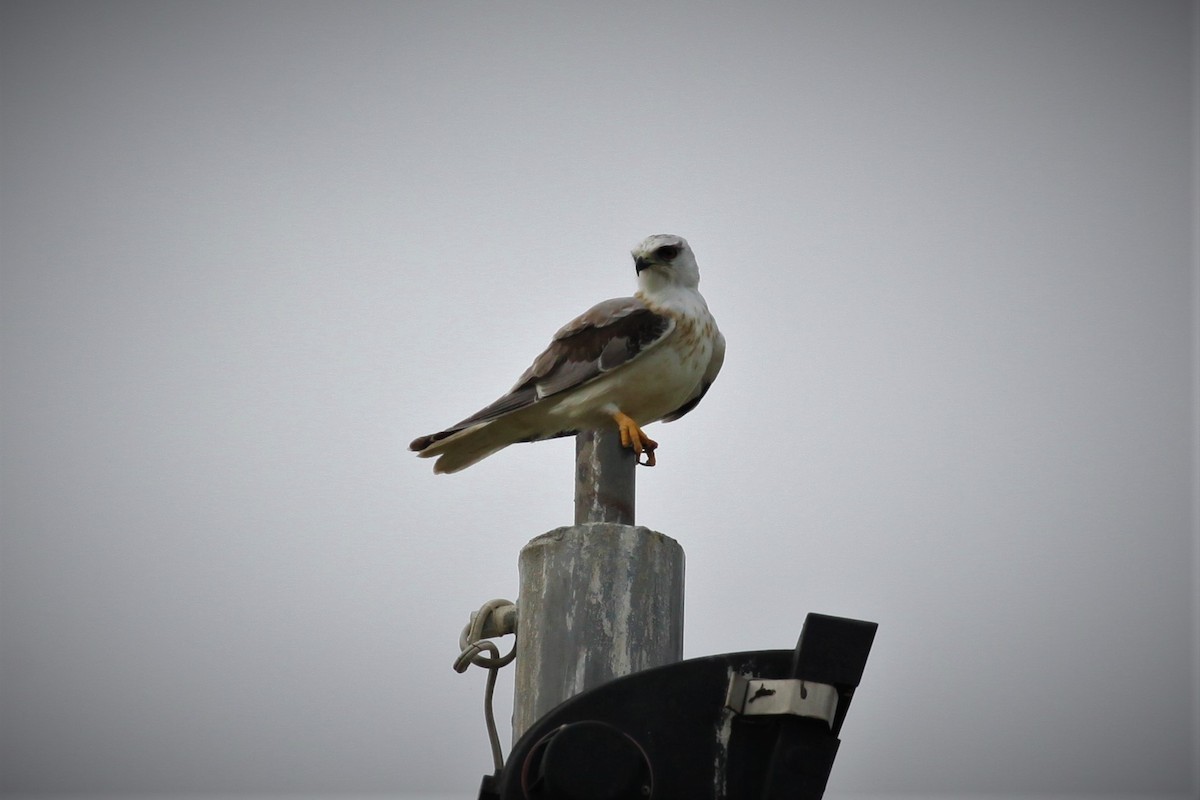 Black-shouldered Kite - Steven Edwards