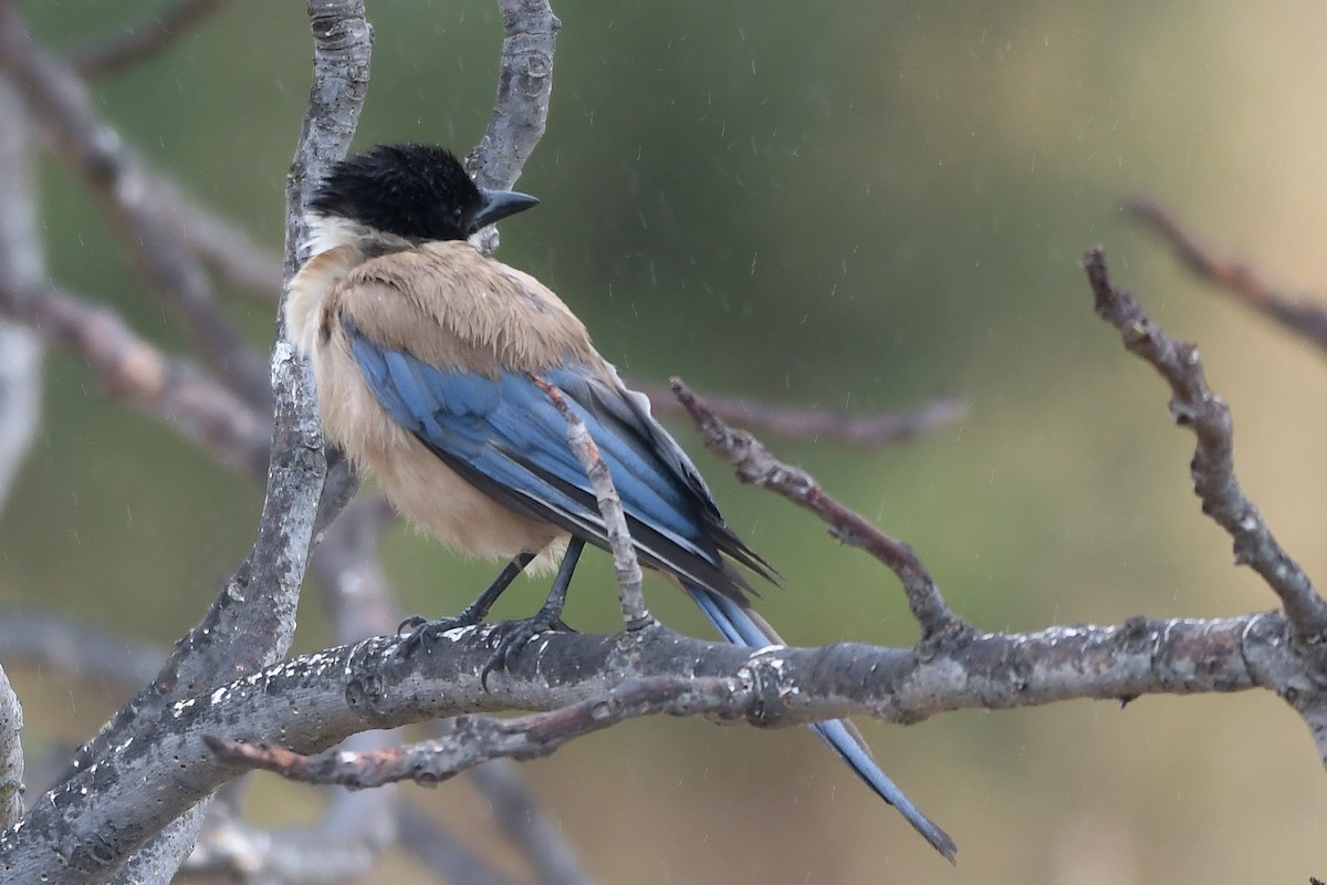 Iberian Magpie - Thomas Rickfelder