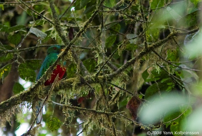 Crested Quetzal - ML287098951