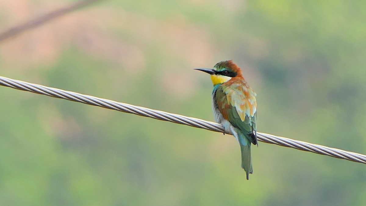 European Bee-eater - ML287099591