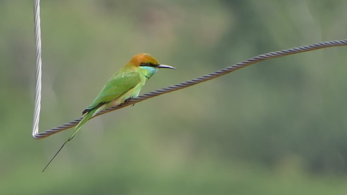 Asian Green Bee-eater - ML287099981