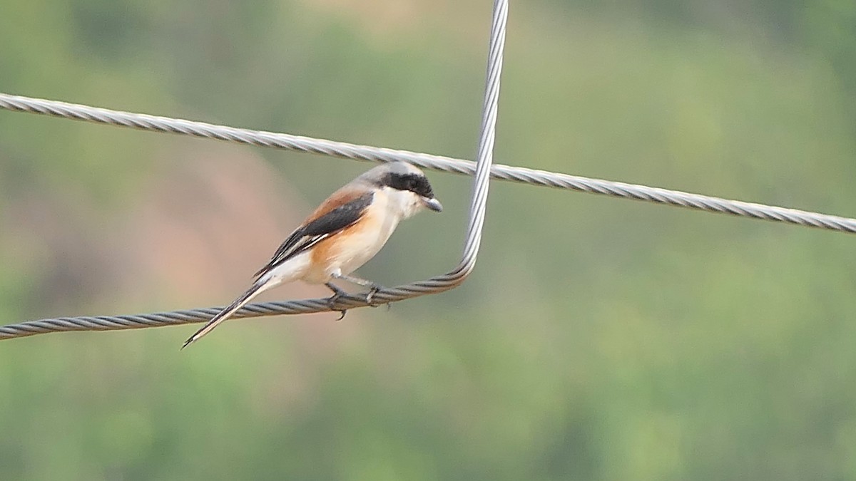 Bay-backed Shrike - ML287100641