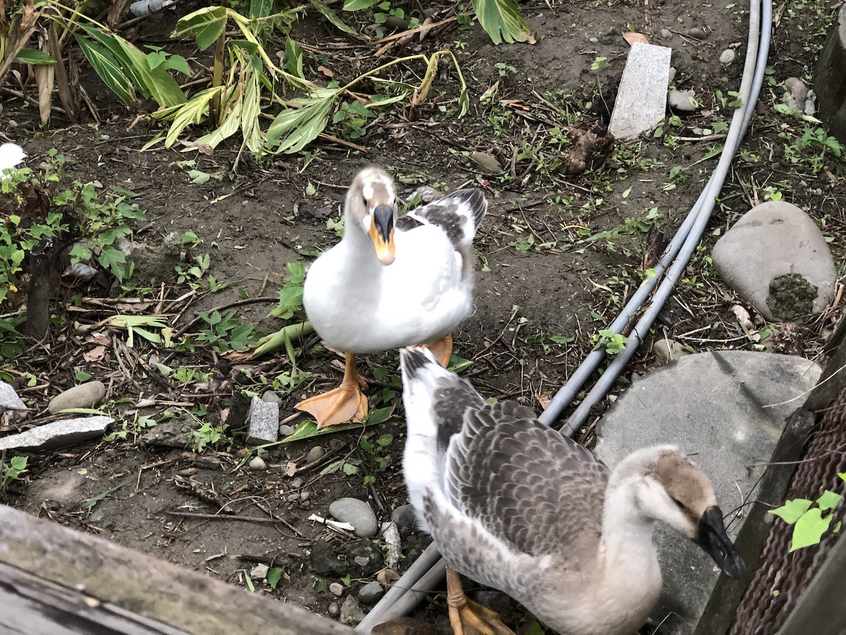 Oca domestica - ML287101571