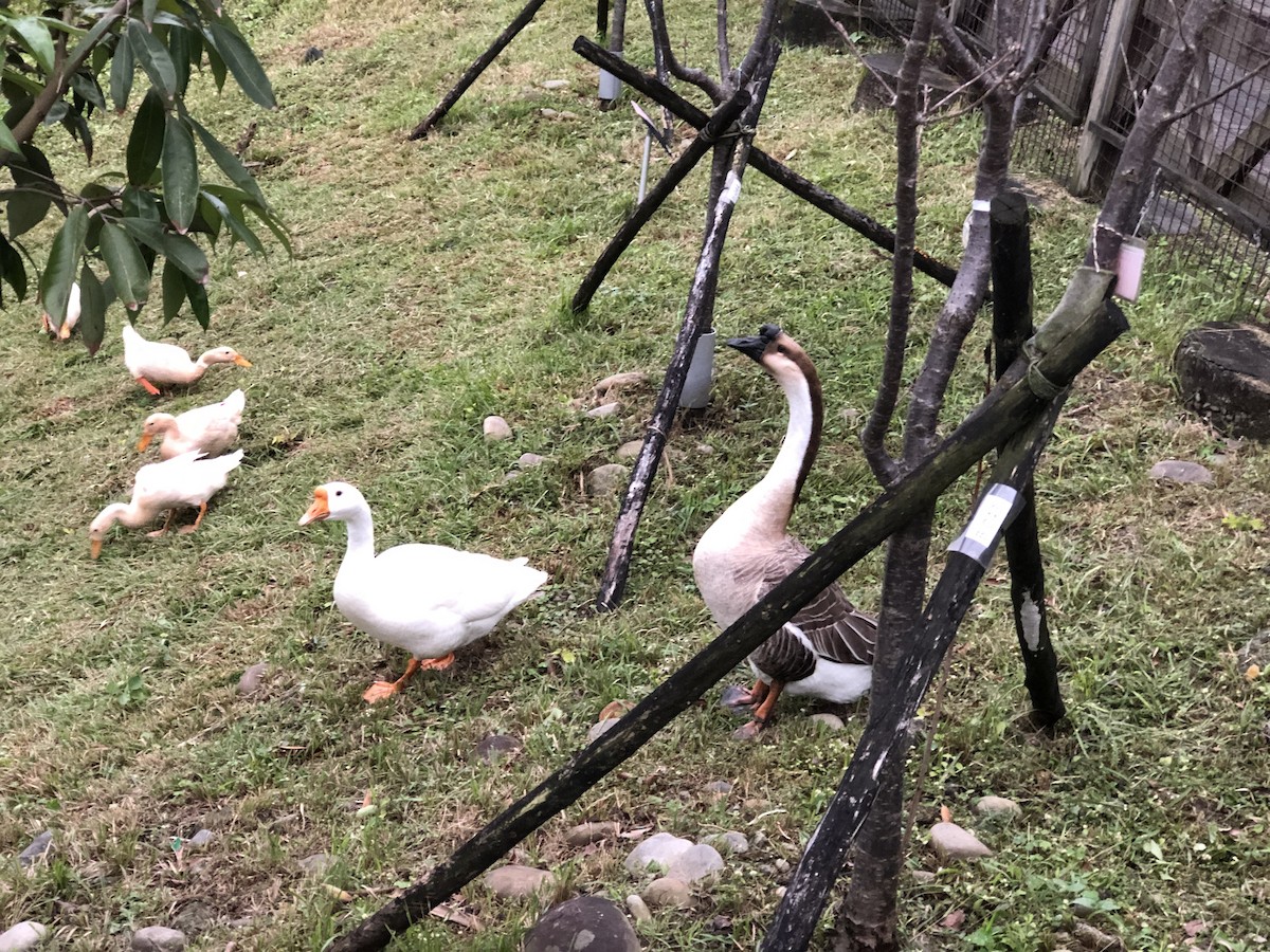 Ánsar sp. (variedad doméstica) - ML287101681