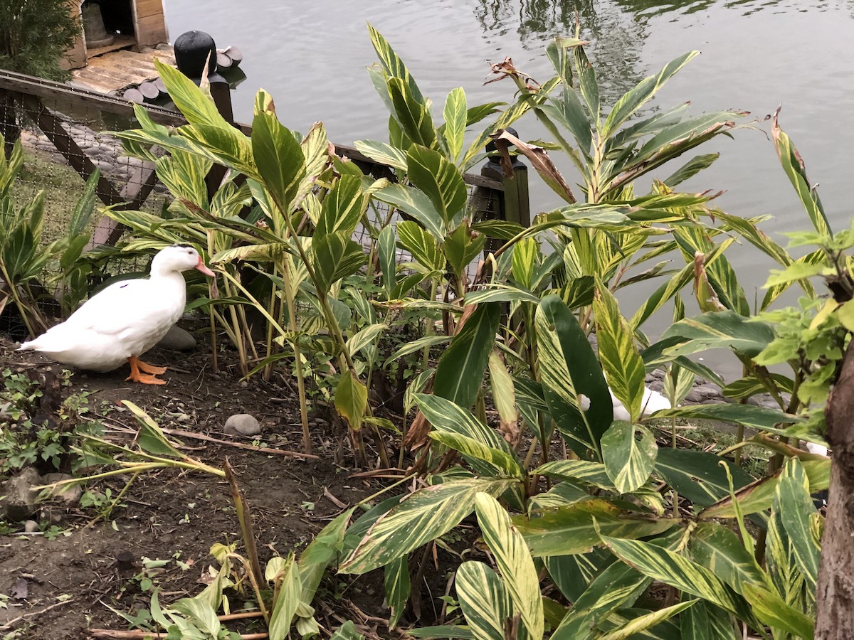 Oca domestica - ML287101781