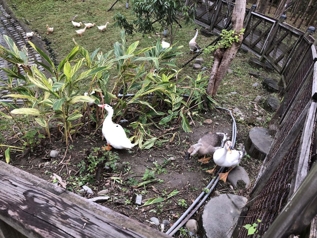 Oca domestica - ML287101831