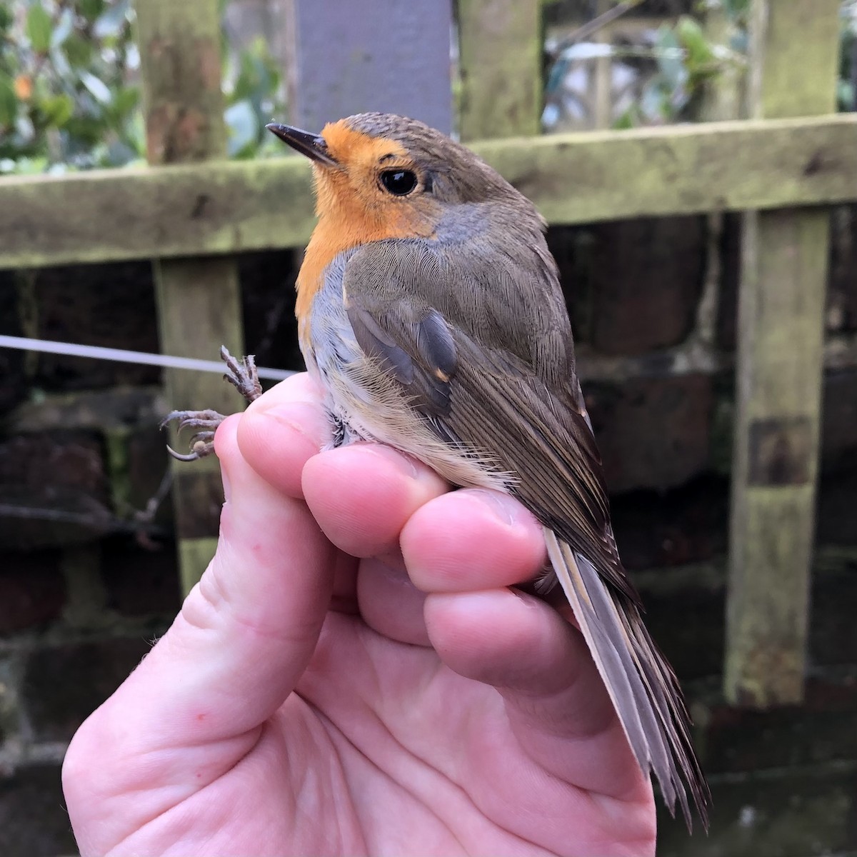 European Robin - David Campbell