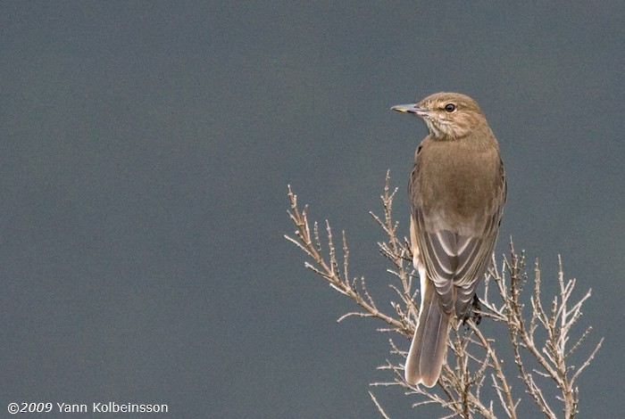 Black-billed Shrike-Tyrant - ML287101911