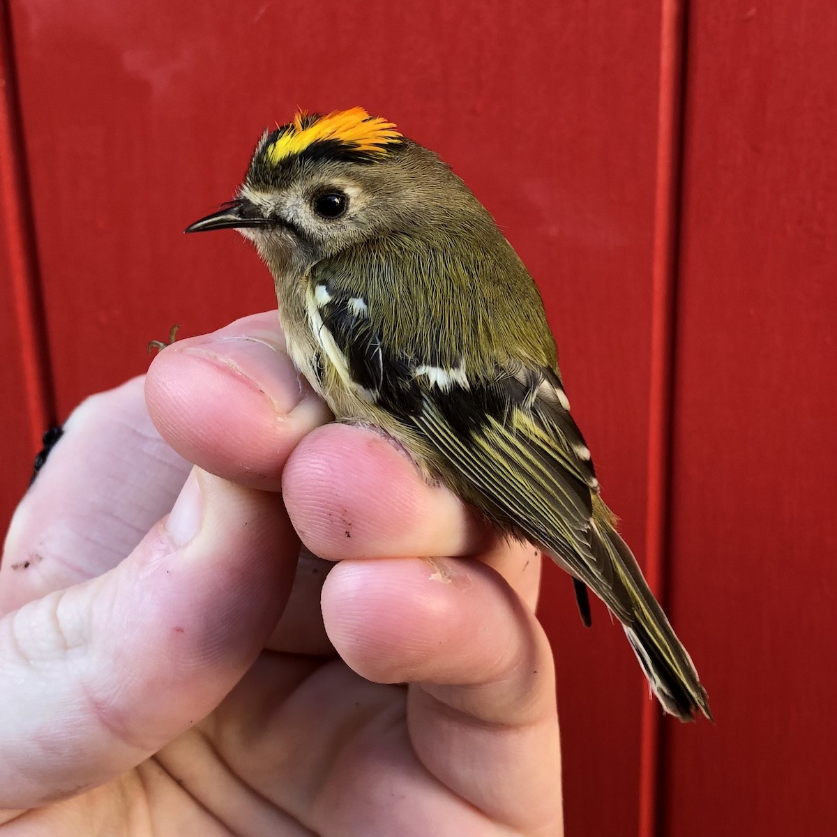Goldcrest - David Campbell