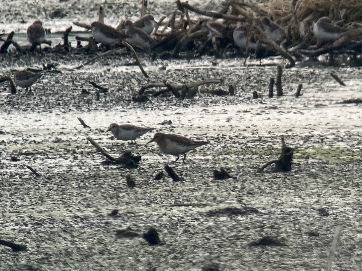 Baird's Sandpiper - ML287102741