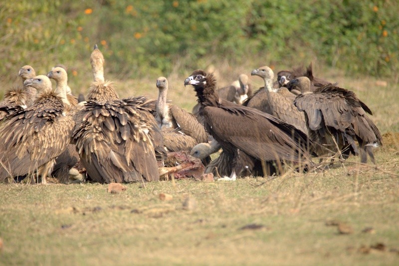 Cinereous Vulture - ML287103011