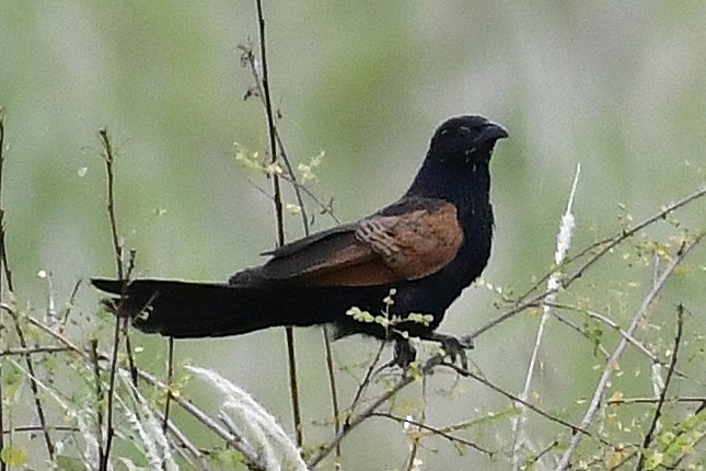 Black Coucal - ML287103391